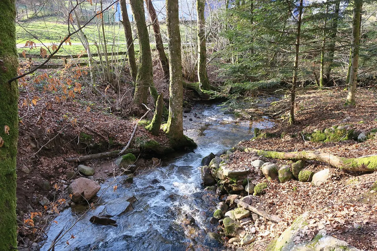 Le ruisseau du Fouchot